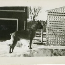 Smokey, Cal's Boxer While in the Service