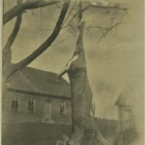 Only Deer Shot by Rowe Franklin Cook