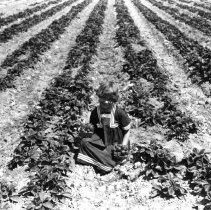 Virginia Hetzel in strawberry field holding two small baskets of strawberri