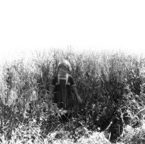 Young girl / child standing in wheat field.