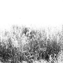 Young girl / child standing in wheat field.