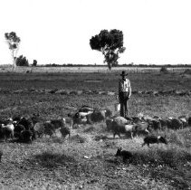 Man with bucket standing in field with small pigs / hogs.