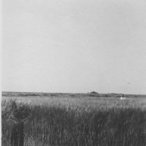 Man standing in a barley field. Possibly Vaughan N. Thompson.