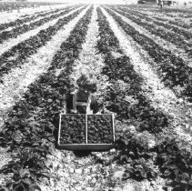 Virginia Hetzel holding box of strawberries in strawberry field.
