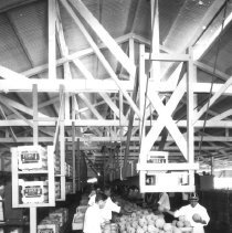 Interior of packing shed.