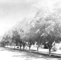 El Centro, Wensley Ave. showing Palo Verde trees lining sidewalk.