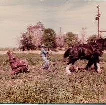 Jack Kirby with his "3600 Pound Championship Team" of Clydesdale horses,