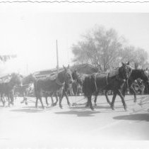 Desert Cavalcade Parade. Mule team.