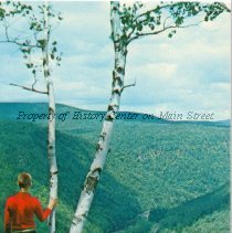 White Birch at Pennsylvania Grand Canyon, Wellsboro PA