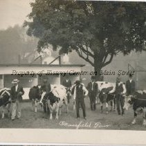 Cattle at the Mansfield Fair in Smythe Park