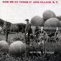 Winter Squash - How We Do Things at Java Village, N.Y.