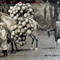 White Grapes - How We Do Things at St. Paul, Minn.