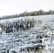 Corn in Drought of 1939
