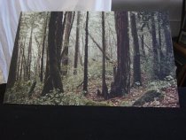 Redwood Forest-Kings Mountain by Frank Spadarella, 1985