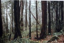 1985 Redwood Forest-Kings Mountain by Frank Spadarella