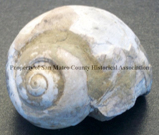 貝殻 Oocorys Lussii