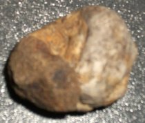 Achatinoidea sp., Sea Snail Fossil