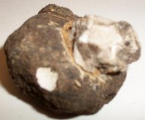 Achatinoidea sp., Sea Snail Fossil