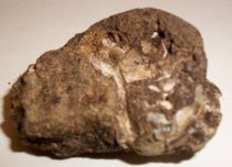 Achatinoidea sp., Sea Snail Fossil