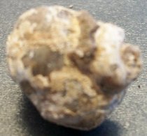 Achatinoidea sp., Sea Snail Fossil
