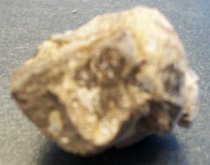 Achatinoidea sp., Sea Snail Fossil