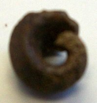 Achatinoidea sp., Sea Snail Fossil