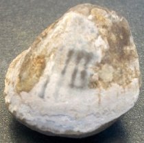 Clinocardium nuttalli, Basket Cockle