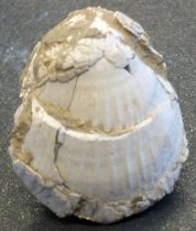 Clinocardium nuttalli, Basket Cockle