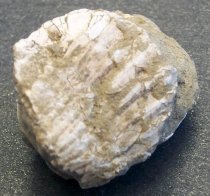 Clinocardium nuttalli, Basket Cockle