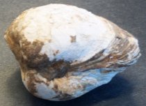 Cardium sp.,Cockle (clam) Fossil