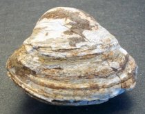 Cardium sp.,Cockle (clam) Fossil