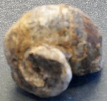 Buccinum sp., Whelk (sea snail) Fossil