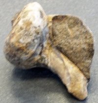 Buccinum sp., Whelk (sea snail) Fossil