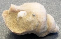 Buccinum sp., Whelk (sea snail) Fossil
