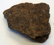 Macoma nasuta, Bent-nosed Clam Fossil