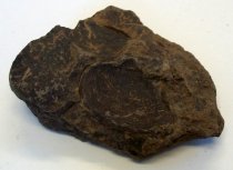 Macoma nasuta, Bent-nosed Clam Fossil