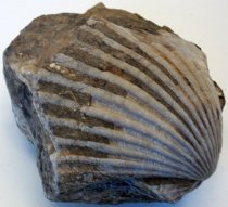 Cardium nuttalli, Cockle Clam Fossil