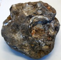 Cardium nuttalli, Cockle Fossil