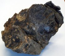 Cardium nuttalli, Cockle Fossil