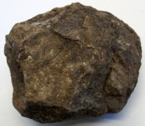 Annelida sp., Worm Colony Fossil