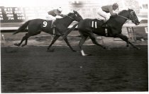 Palo Alto Stakes Finish First Running Shiri Furi  10  28  1972