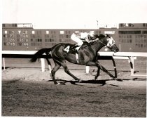 Hillsborough Handicap 9-13