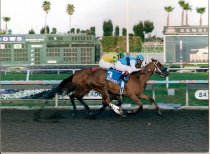 Mountain Medely - Bay Meadows Dash 3 13 99