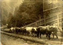 Saunders Bros. Lumber Mill, Tunitas Gulch, c. 1884