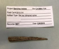 Cast of c. 1485-1780 Bat Ray (Stingray) Spine, 2019