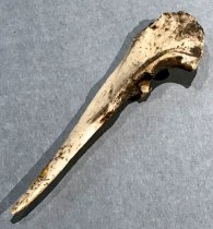 Deer Bone Awl