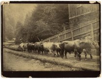 Saunders Brothers Lumber Mill, Tunitas Gulch, 1884