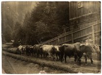 Saunders Bros. Lumber Mill, Tunitas Gulch, 1884