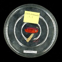 Redwood City July 4th Parade, 1968 (B)