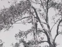 Untitled [WPA Projects], 1939